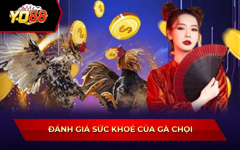 Cách Chọn Gà Chọi