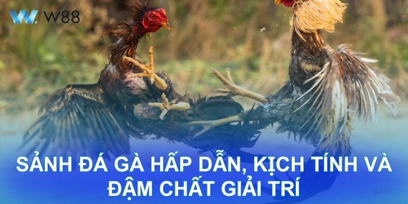 Đánh Giá Khách Quan W88: Sảnh Đá Gà Đậm Chất Giải Trí Đánh Giá Khách Quan W88: Sảnh Đá Gà Hấp Dẫn, Kịch Tính Và Đậm Chất Giải Trí