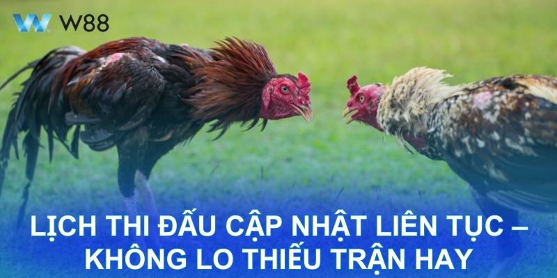 Đánh Giá Khách Quan W88: Sảnh Đá Gà Đậm Chất Giải Trí Lịch Thi Đấu Cập Nhật Liên Tục – Không Lo Thiếu Trận Hay